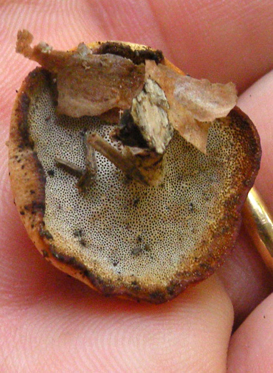 Polyporus varius, penso... (Polyporus varius)